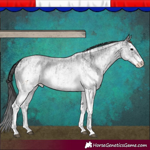 Horse Color:White Spotted Blue Roan Rabicano  and White Spotted Blue Roan Rabicano 