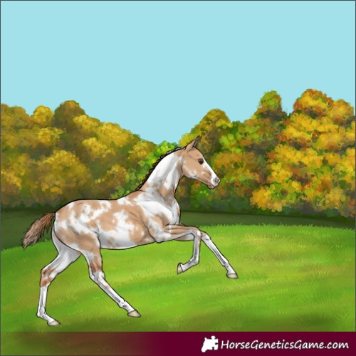 Horse Color:White Spotted Red Dun