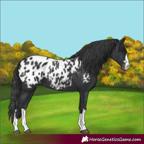 Horse Color:Black Near Leopard