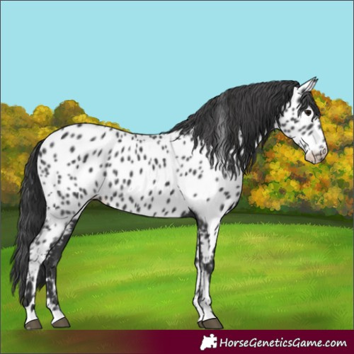 Horse Color:Black Near Leopard