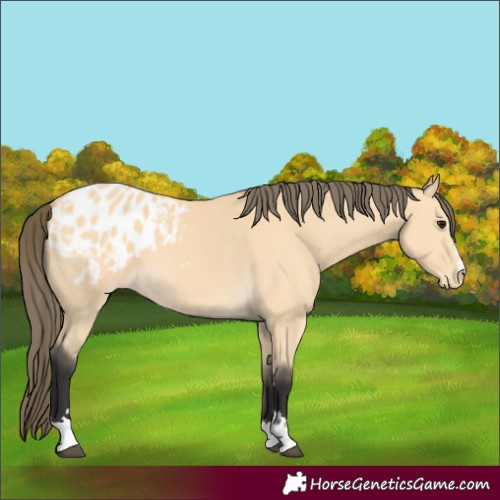 Horse Color:Buckskin Blanket 