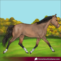 Horse Color:Bay Dun