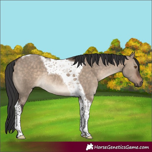 Horse Color:Brown Dun Tobiano Rabicano