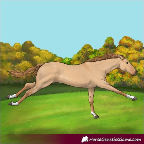 Horse Color:Red Dun 