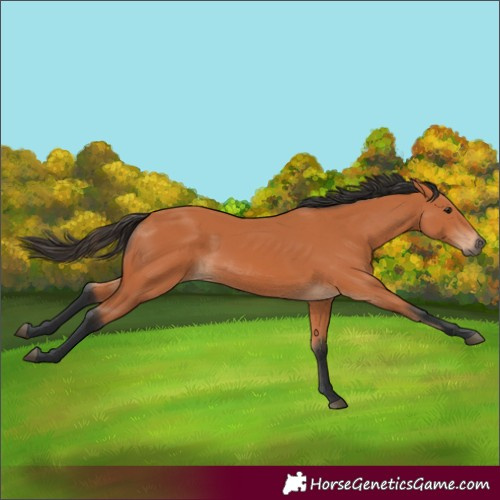Horse Color:Bay 