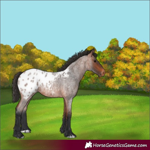 Horse Color:Bay Roan Appaloosa