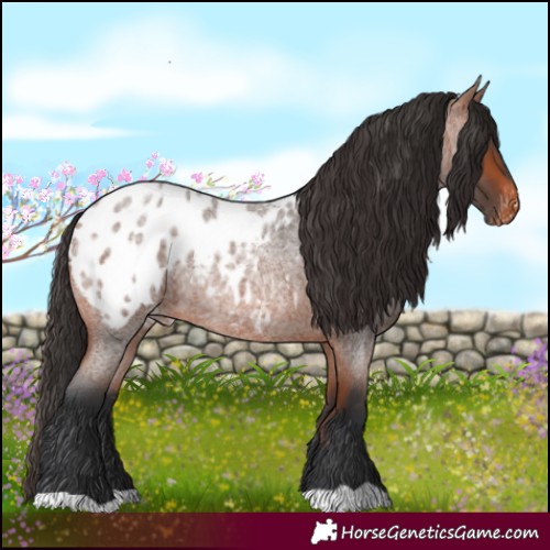 Horse Color:Bay Roan Blanket
