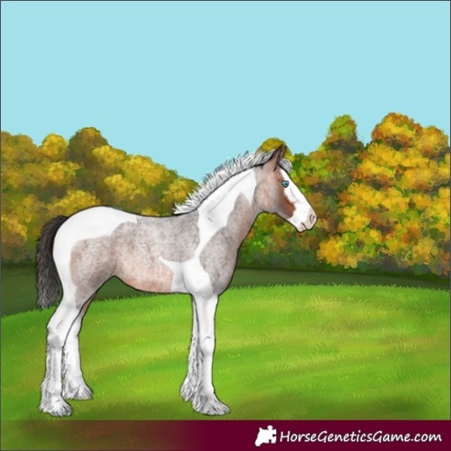 Horse Color:Bay Roan Splash Tobiano 