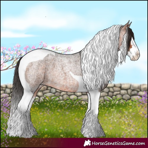 Horse Color:Bay Roan Splash Tobiano 