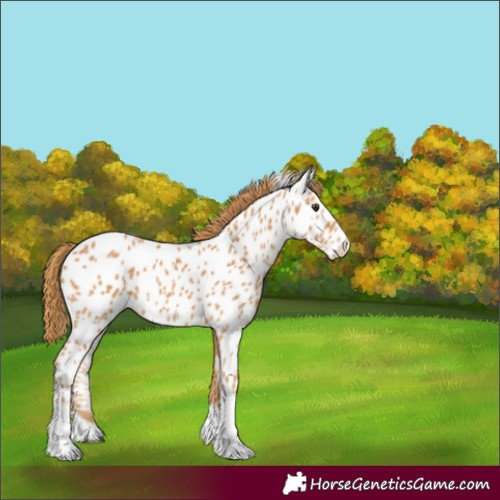 Horse Color:Chestnut Splash Tobiano Appaloosa 