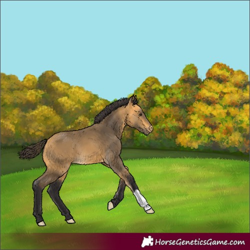 Horse Color:Buckskin