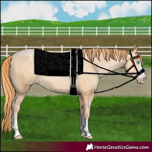 Horse Color:Buckskin Pearl 