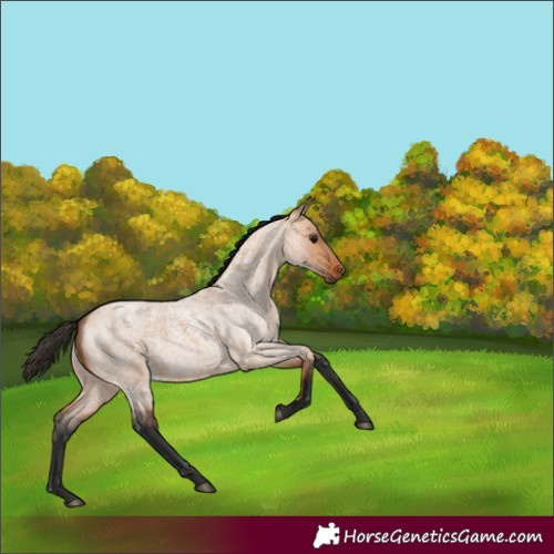 Horse Color:Bay Roan Dun