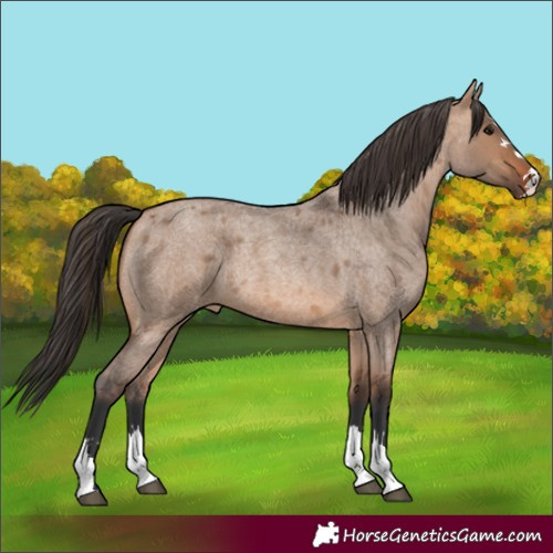 Horse Color:Bay Roan Dun 