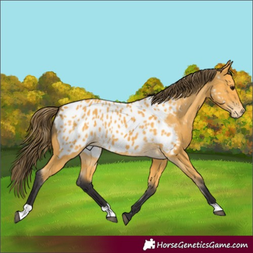 Horse Color:Buckskin Appaloosa 