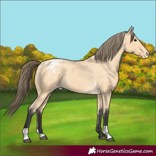 Horse Color:Unknown 
