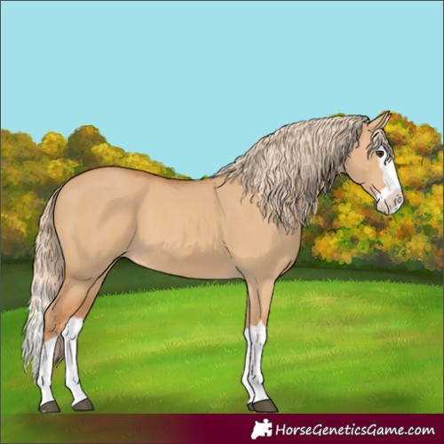 Horse Color:Red Dun Splash 