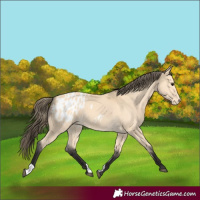 Horse Color:Buckskin Blanket 