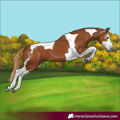 Horse Color:Gray Chestnut Splash Tobiano 