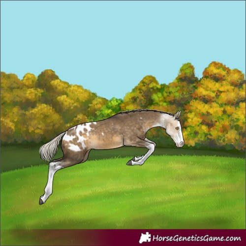 Horse Color:White Spotted Silver Buckskin Dun Appaloosa Rabicano
