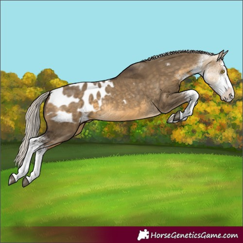 Horse Color:White Spotted Silver Buckskin Dun Blanket Rabicano 