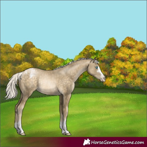 Horse Color:Silver Buckskin Pearl Appaloosa Rabicano