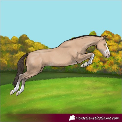 Horse Color:Amber Champagne 