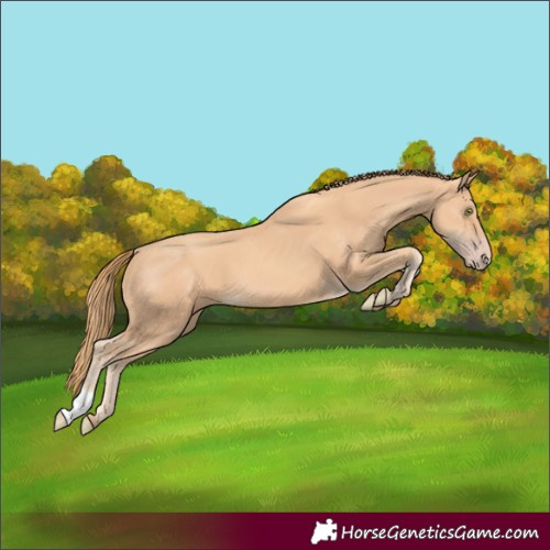 Horse Color:Gold Champagne 