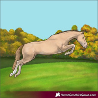 Horse Color:Gold Champagne 