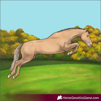 Horse Color:Gold Champagne