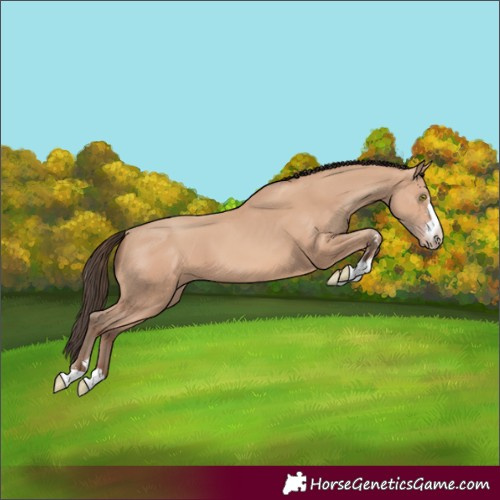 Horse Color:Amber Champagne 