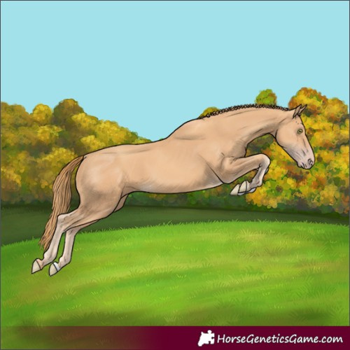 Horse Color:Gold Champagne 