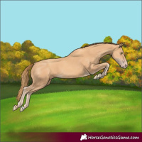 Horse Color:Gold Champagne
