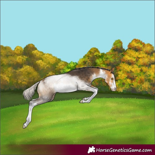 Horse Color:White Spotted Silver Buckskin