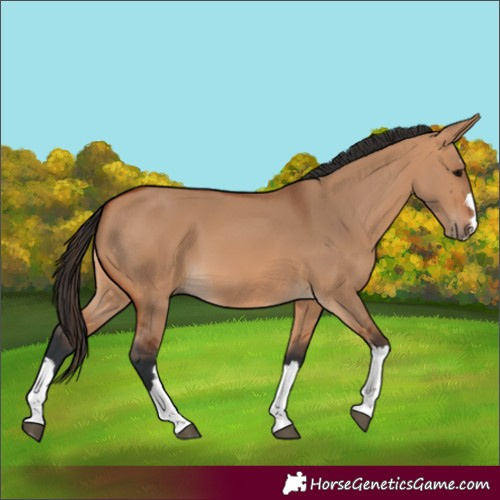Horse Color:Bay Dun 