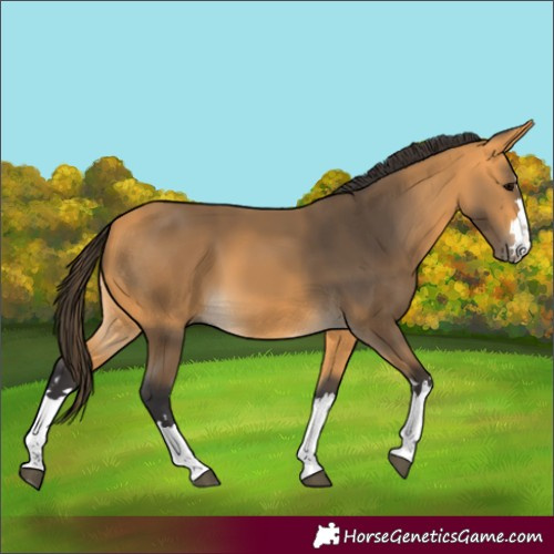 Horse Color:Buckskin 