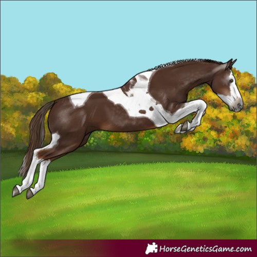 Horse Color:Gray Chestnut Splash Tobiano