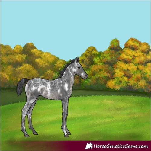 Horse Color:White Spotted Black Ice 