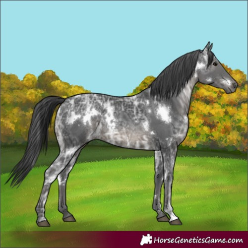 Horse Color:White Spotted Black Ice 