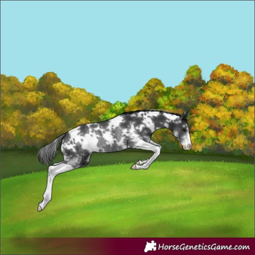 Horse Color:White Spotted Black Sabino Rabicano