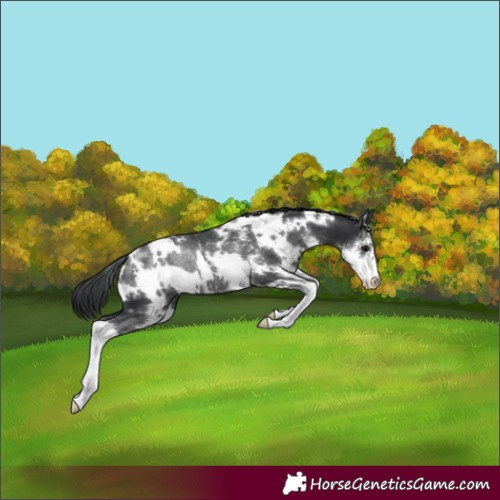 Horse Color:White Spotted Black Sabino Rabicano