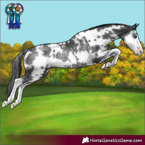 Horse Color:White Spotted Black Sabino Rabicano 