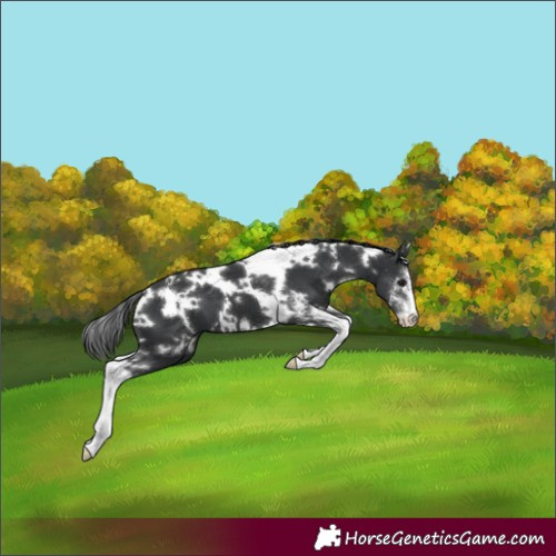 Horse Color:White Spotted Black Sabino