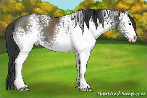 Horse Color:White Spotted Black 