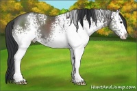 Horse Color:White Spotted Black
