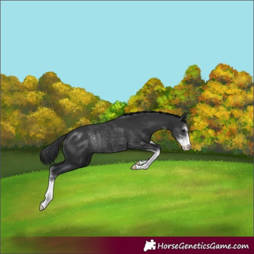 Horse Color:Black Sabino Rabicano 