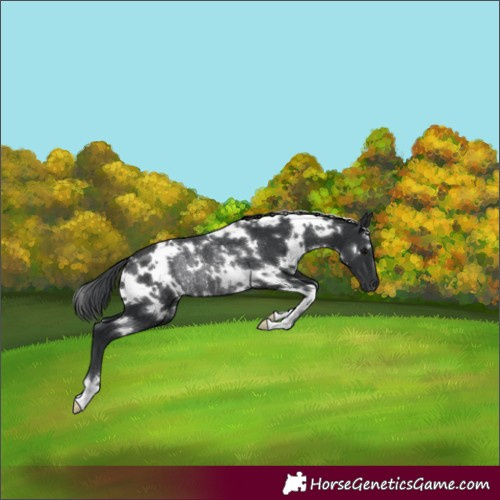 Horse Color:White Spotted Black Rabicano 