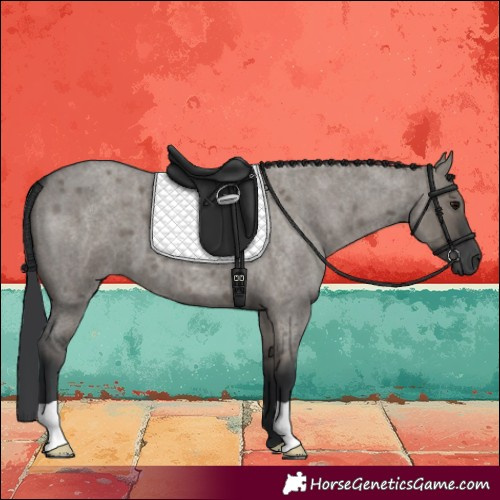 Horse Color:Grullo Roan 