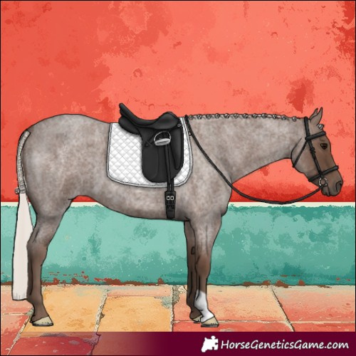 Horse Color:Silver Blue Roan 