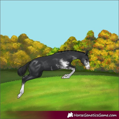 Horse Color:Black Sabino
